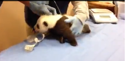 Panda bebe llorando