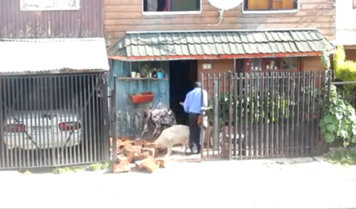 Perro que ayuda a unos abuelos a llevar leña a la casa