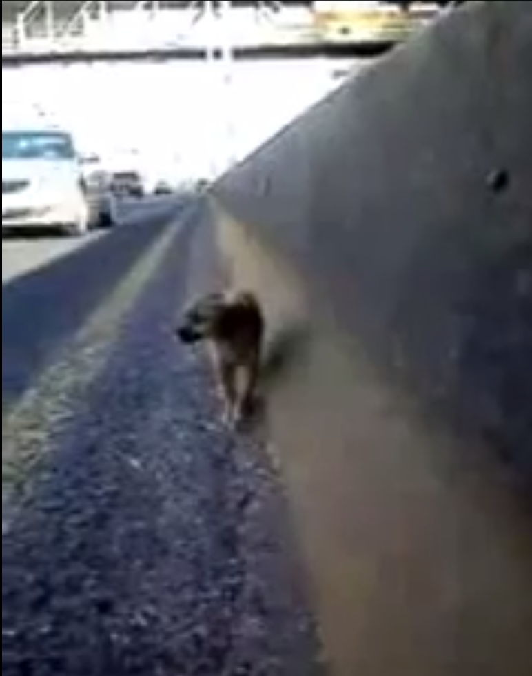 Rescatan a cachorro del periferico Guadalajara