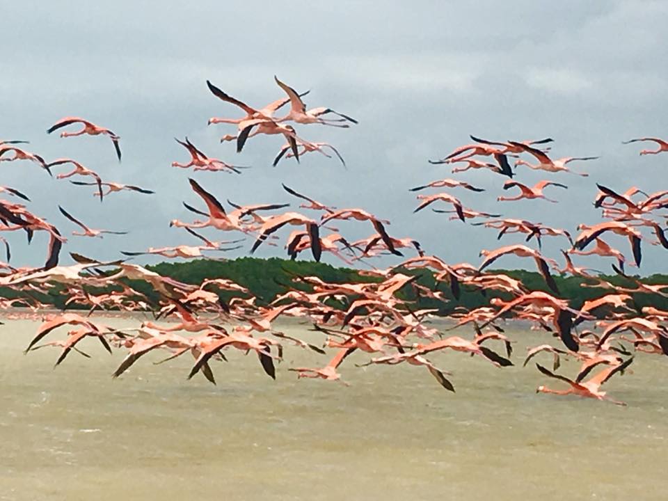 Ría Celestún, Yucatán