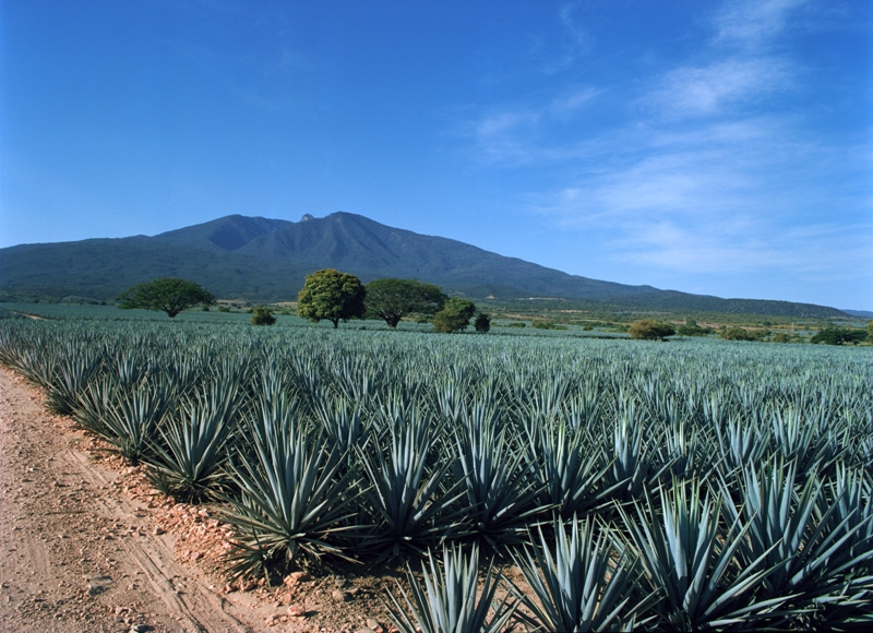 XIII Aniversario de la Declaratoria del Paisaje Agavero