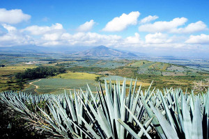 Tequila-Jalisco-será-Pueblo-Mágico-inteligente