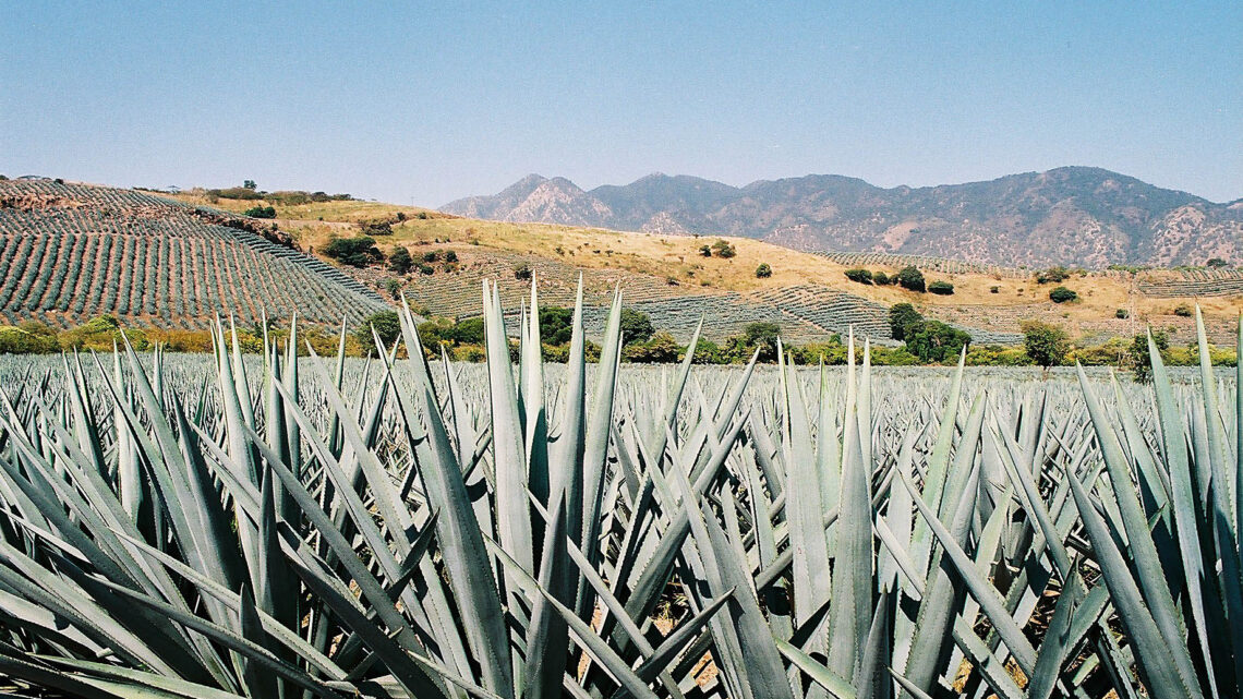 Industriales Tequileros se suman al llamado de la modernización del IEPS sin subir impuestos