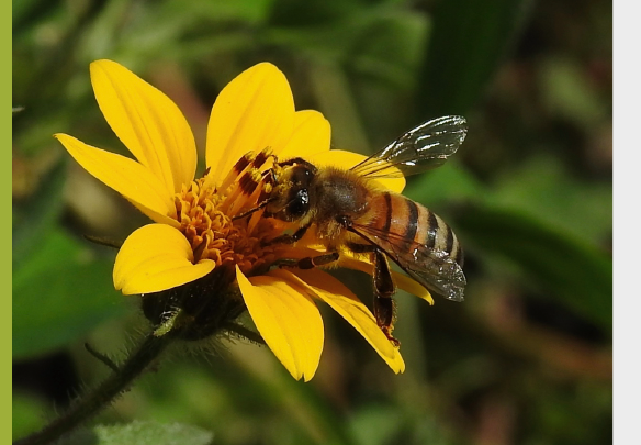 Operación Polinizador: ¡Cuidemos a las abejas!