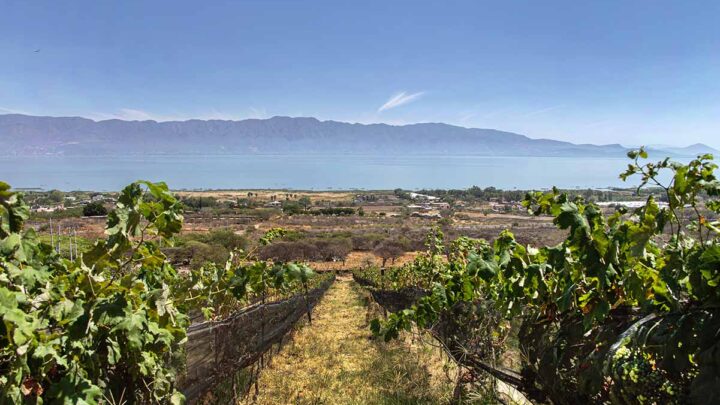 Vino Jalisciense